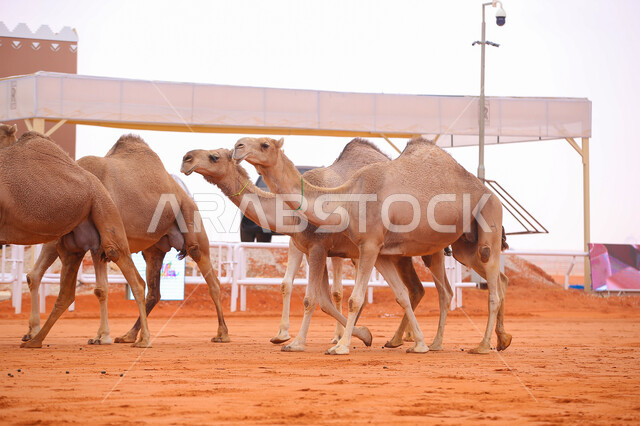 أنشطة عربية شعبية تراثية, عرض أجود انواع النوق في السعوديه، الاستعداد لبدء سباق الهجن، مفهوم تربية ورعاية الجمال، ذكرى تأسيس الدولة السعودية الأولى 22 فبراير، يوم بدينا 1727م, مجموعه من حيوان الإبل في المناطق الصحراوية