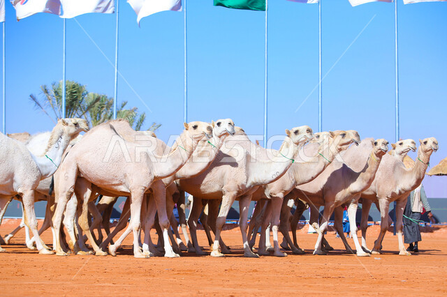 أنشطة عربية شعبية تراثية, عرض أجود انواع النوق في السعوديه، الاستعداد لبدء سباق الهجن، مفهوم تربية ورعاية الجمال، ذكرى تأسيس الدولة السعودية الأولى 22 فبراير، يوم بدينا 1727م, مجموعه من حيوان الإبل في المناطق الصحراوية