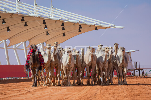 Popular Arab heritage activities, displaying the finest camels in Saudi Arabia, preparing for the start of camel racing, the concept of raising and caring for camels, the anniversary of the founding of the first Saudi state, February 22, Day of Fatty 1727 AD, a group of camels in desert areas.