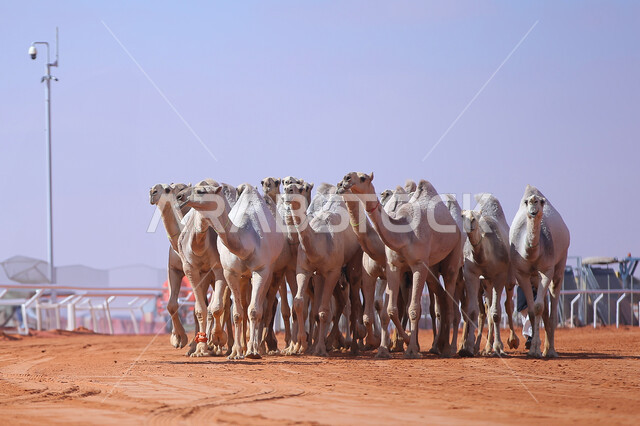 أنشطة عربية شعبية تراثية, عرض أجود انواع النوق في السعوديه، الاستعداد لبدء سباق الهجن، مفهوم تربية ورعاية الجمال، ذكرى تأسيس الدولة السعودية الأولى 22 فبراير، يوم بدينا 1727م, مجموعه من حيوان الإبل في المناطق الصحراوية
