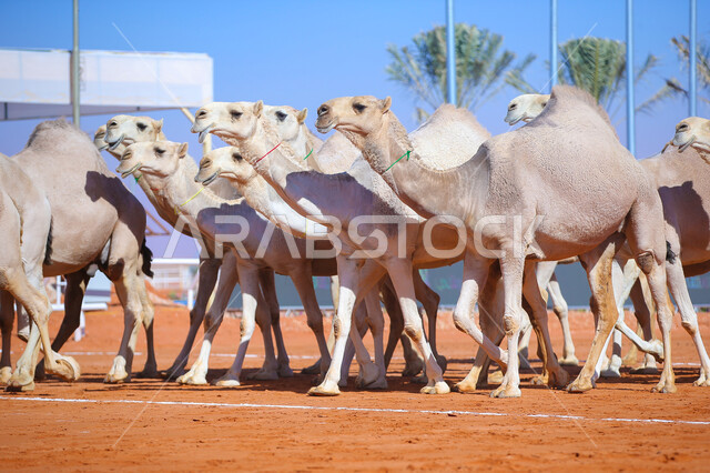 أنشطة عربية شعبية تراثية, عرض أجود انواع النوق في السعوديه، الاستعداد لبدء سباق الهجن، مفهوم تربية ورعاية الجمال، ذكرى تأسيس الدولة السعودية الأولى 22 فبراير، يوم بدينا 1727م, مجموعه من حيوان الإبل في المناطق الصحراوية