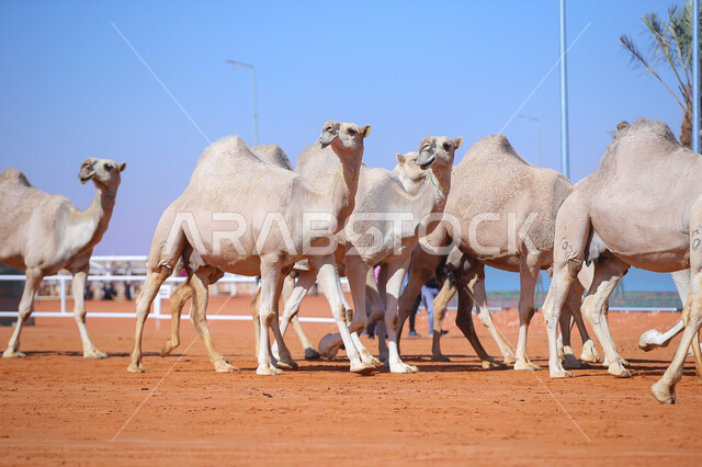 أنشطة عربية شعبية تراثية, عرض أجود انواع النوق في السعوديه، الاستعداد لبدء سباق الهجن، مفهوم تربية ورعاية الجمال، ذكرى تأسيس الدولة السعودية الأولى 22 فبراير، يوم بدينا 1727م, مجموعه من حيوان الإبل في المناطق الصحراوية