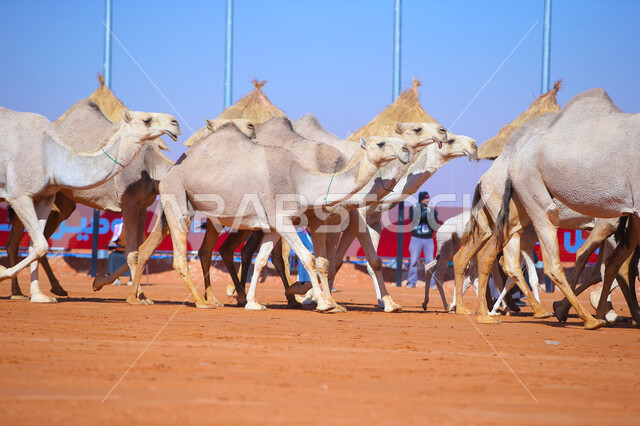 أنشطة عربية شعبية تراثية, عرض أجود انواع النوق في السعوديه، الاستعداد لبدء سباق الهجن، مفهوم تربية ورعاية الجمال، ذكرى تأسيس الدولة السعودية الأولى 22 فبراير، يوم بدينا 1727م, مجموعه من حيوان الإبل في المناطق الصحراوية