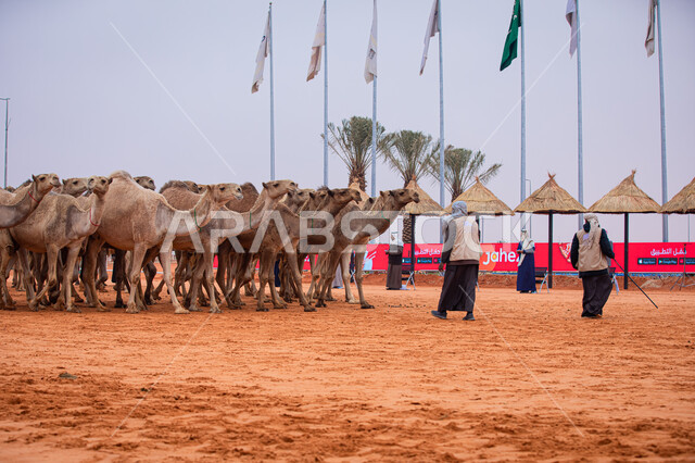  يوم بدينا 1727م, مجموعه من حيوان الجمل في المناطق الصحراوية، رجلان عربيان خليجيان سعوديان يقومان بتفقد الإبل, عرض أجود انواع النوق في السعوديه، الاستعداد لبدء سباق الهجن، أنشطة عربية شعبية تراثية, ذكرى تأسيس الدولة السعودية الأولى 22 فبراير