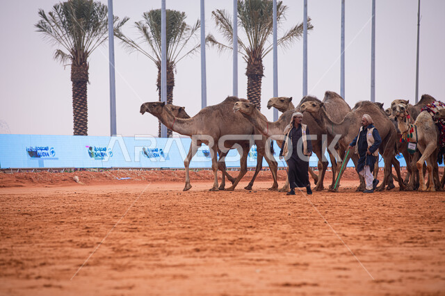  يوم بدينا 1727م, مجموعه من حيوان الجمل في المناطق الصحراوية، رجلان عربيان خليجيان سعوديان يقومان بتفقد الإبل, عرض أجود انواع النوق في السعوديه، الاستعداد لبدء سباق الهجن، أنشطة عربية شعبية تراثية, ذكرى تأسيس الدولة السعودية الأولى 22 فبراير