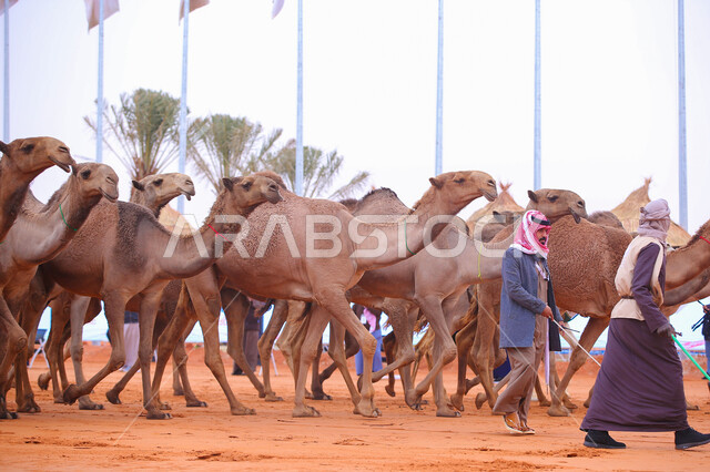  يوم بدينا 1727م, مجموعه من حيوان الجمل في المناطق الصحراوية، رجلان عربيان خليجيان سعوديان يقومان بتفقد الإبل, عرض أجود انواع النوق في السعوديه، الاستعداد لبدء سباق الهجن، أنشطة عربية شعبية تراثية, ذكرى تأسيس الدولة السعودية الأولى 22 فبراير