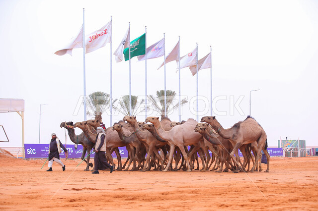  يوم بدينا 1727م, مجموعه من حيوان الجمل في المناطق الصحراوية، رجلان عربيان خليجيان سعوديان يقومان بتفقد الإبل, عرض أجود انواع النوق في السعوديه، الاستعداد لبدء سباق الهجن، أنشطة عربية شعبية تراثية, ذكرى تأسيس الدولة السعودية الأولى 22 فبراير