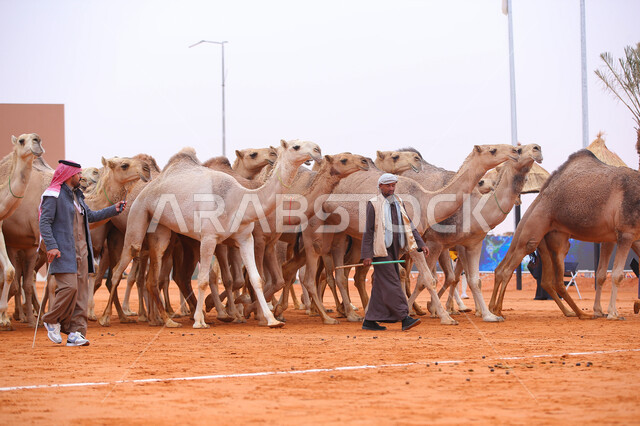  يوم بدينا 1727م, مجموعه من حيوان الجمل في المناطق الصحراوية، رجلان عربيان خليجيان سعوديان يقومان بتفقد الإبل, عرض أجود انواع النوق في السعوديه، الاستعداد لبدء سباق الهجن، أنشطة عربية شعبية تراثية, ذكرى تأسيس الدولة السعودية الأولى 22 فبراير