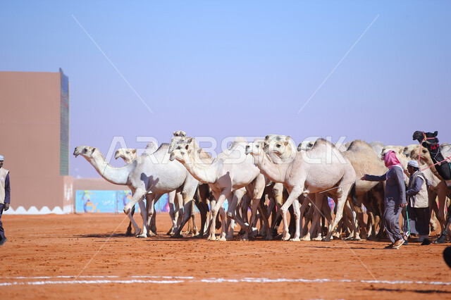 On our day 1727 AD, a group of camels in the desert areas, two Saudi Gulf Arab men inspecting camels, a display of the finest camels in Saudi Arabia, preparations for the start of the camel race, popular traditional Arab activities, the anniversary of the founding of the first Saudi state, February 22