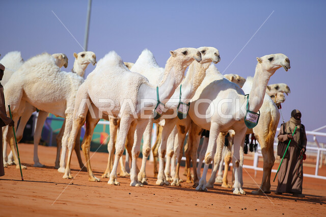  يوم بدينا 1727م, مجموعه من حيوان الجمل في المناطق الصحراوية، رجلان عربيان خليجيان سعوديان يقومان بتفقد الإبل, عرض أجود انواع النوق في السعوديه، الاستعداد لبدء سباق الهجن، أنشطة عربية شعبية تراثية, ذكرى تأسيس الدولة السعودية الأولى 22 فبراير