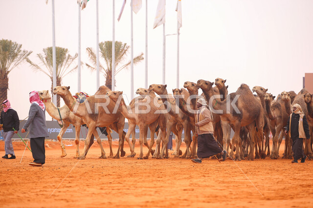 Popular Arab heritage activities, Saudi Gulf Arab men inspecting camels, a group of camels in the desert areas, Day of Our Day 1727 AD, the anniversary of the founding of the Saudi state February 22, a display of the finest camels in Saudi Arabia, preparations for the start of the seasonal camel race in the Kingdom