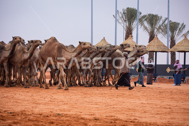 Popular Arab heritage activities, Saudi Gulf Arab men inspecting camels, a group of camels in the desert areas, Day of Our Day 1727 AD, the anniversary of the founding of the Saudi state February 22, a display of the finest camels in Saudi Arabia, preparations for the start of the seasonal camel race in the Kingdom