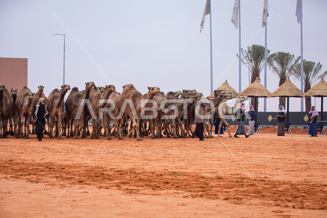  أنشطة عربية شعبية تراثية، رجال عرب خليجيين سعوديين تقوم بتفقد الإبل, مجموعه من حيوان الجمل في المناطق الصحراوية، ، يوم بدينا 1727م،  ذكرى تأسيس الدولة السعودية 22 فبراير, عرض أجود انواع النوق في السعوديه، الاستعداد لبدء سباق الهجن الموسمي في المملكة