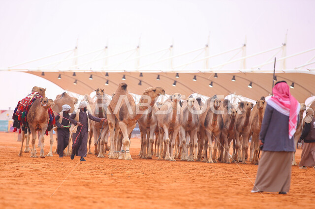  أنشطة عربية شعبية تراثية، رجال عرب خليجيين سعوديين تقوم بتفقد الإبل, مجموعه من حيوان الجمل في المناطق الصحراوية، ، يوم بدينا 1727م،  ذكرى تأسيس الدولة السعودية 22 فبراير, عرض أجود انواع النوق في السعوديه، الاستعداد لبدء سباق الهجن الموسمي في المملكة