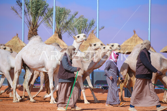Popular Arab heritage activities, Saudi Gulf Arab men inspecting camels, a group of camels in the desert areas, Day of Our Day 1727 AD, the anniversary of the founding of the Saudi state February 22, a display of the finest camels in Saudi Arabia, preparations for the start of the seasonal camel race in the Kingdom