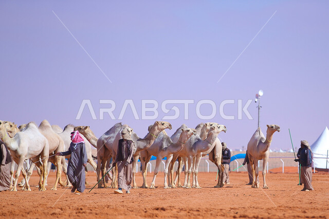  أنشطة عربية شعبية تراثية، رجال عرب خليجيين سعوديين تقوم بتفقد الإبل, مجموعه من حيوان الجمل في المناطق الصحراوية، ، يوم بدينا 1727م،  ذكرى تأسيس الدولة السعودية 22 فبراير, عرض أجود انواع النوق في السعوديه، الاستعداد لبدء سباق الهجن الموسمي في المملكة