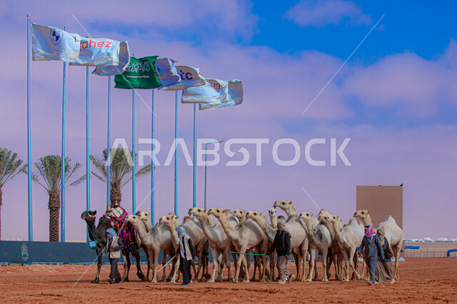 Popular Arab heritage activities, Saudi Gulf Arab men inspecting camels, a group of camels in the desert areas, Day of Our Day 1727 AD, the anniversary of the founding of the Saudi state February 22, a display of the finest camels in Saudi Arabia, preparations for the start of the seasonal camel race in the Kingdom