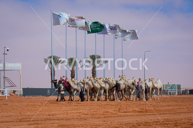 Popular Arab heritage activities, Saudi Gulf Arab men inspecting camels, a group of camels in the desert areas, Day of Our Day 1727 AD, the anniversary of the founding of the Saudi state February 22, a display of the finest camels in Saudi Arabia, preparations for the start of the seasonal camel race in the Kingdom
