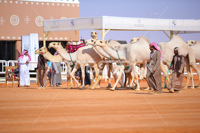  أنشطة عربية شعبية تراثية، رجال عرب خليجيين سعوديين تقوم بتفقد الإبل, مجموعه من حيوان الجمل في المناطق الصحراوية، ، يوم بدينا 1727م،  ذكرى تأسيس الدولة السعودية 22 فبراير, عرض أجود انواع النوق في السعوديه، الاستعداد لبدء سباق الهجن الموسمي في المملكة