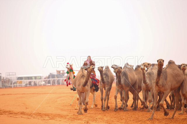 الاستعداد لبدء سباق الهجن الموسمي، رجل عربي خليجي سعودي يرتدي الزي الشعبي يقوم بركوب الابل، أنشطة عربية شعبية تراثية، عرض أجود انواع النوق في السعوديه، , مجموعه من حيوان الجمل في المناطق الصحراوية، ، يوم بدينا 1727م،  ذكرى تأسيس الدولة السعودية 22 فبراير