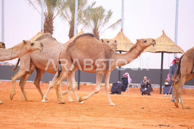 تربية ورعاية الإبل، مجموعه من الجمال في المناطق الصحراوية، الاستعداد لبدء سباق الهجن الموسمي في المملكة على الرمال الذهبية، ذكرى تأسيس الدولة السعودية الأولى 22 فبراير، يوم بدينا 1727م, أنشطة عربية شعبية تراثية, عرض أجود انواع النوق في السعوديه
