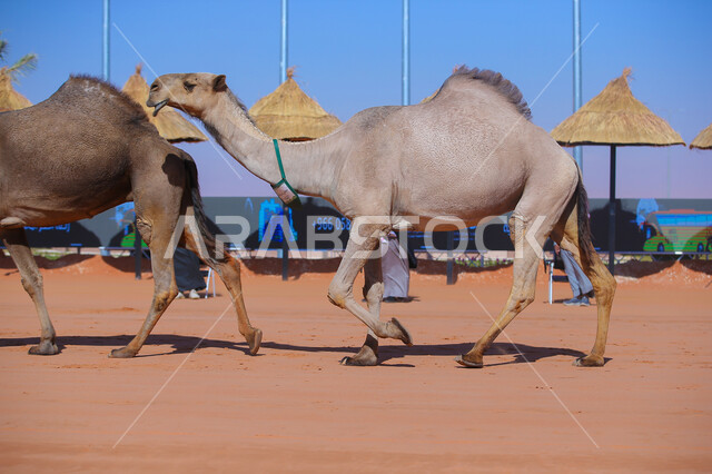 تربية ورعاية الإبل، مجموعه من الجمال في المناطق الصحراوية، الاستعداد لبدء سباق الهجن الموسمي في المملكة على الرمال الذهبية، ذكرى تأسيس الدولة السعودية الأولى 22 فبراير، يوم بدينا 1727م, أنشطة عربية شعبية تراثية, عرض أجود انواع النوق في السعوديه