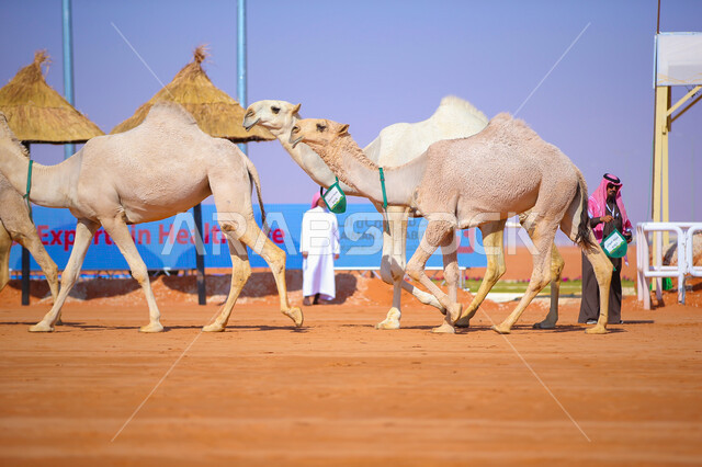 تربية ورعاية الإبل، مجموعه من الجمال في المناطق الصحراوية، الاستعداد لبدء سباق الهجن الموسمي في المملكة على الرمال الذهبية، ذكرى تأسيس الدولة السعودية الأولى 22 فبراير، يوم بدينا 1727م, أنشطة عربية شعبية تراثية, عرض أجود انواع النوق في السعوديه
