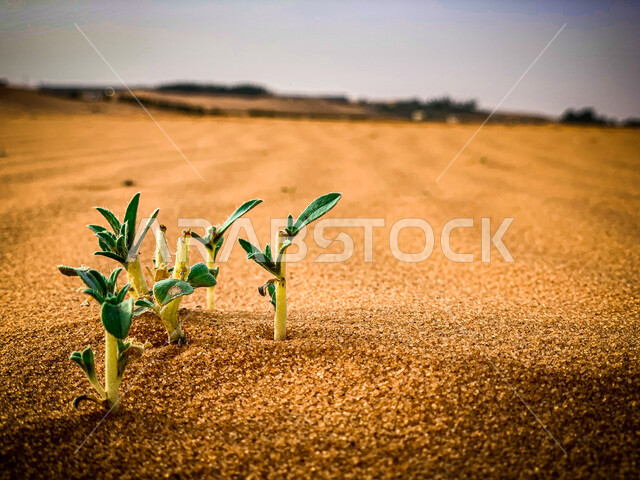 تشكيلات الرمال الذهبية الناعمة، صورة مقربة لعشبه نباتية في إحدى صحاري المنطقة الوسطى، المناظر الطبيعية في البيئة الصحراوية، الكثبان الرملية في المملكة العربية السعودية