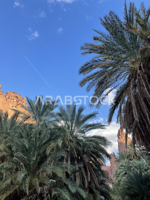 الاهتمام بالزراعة والتشجير في المدن السياحية، التضاريس والنحت الصخري في الأماكن الاثرية التاريخية المشهورة في السعودية، النباتات البرية الخضراء في المناطق الصحراوية، سلسلة الجبال والتكوينات والتشكلات الصخرية في وادي الديسة في منطقة تبوك
