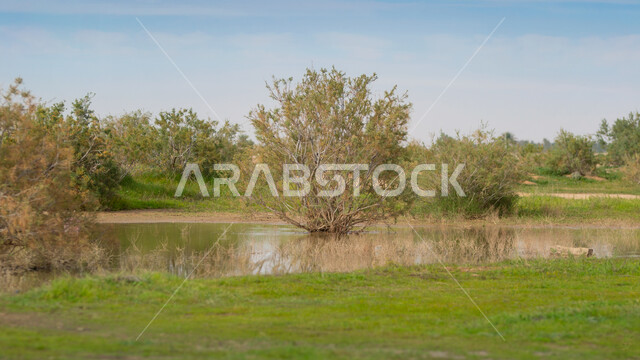 قضاء وقت ممتع في الهواء الطلق, مناطق وأماكن الزراعة في المملكة, بركة مائية في الأراضي والحقول الخضراء, الاستمتاع بالمناظر الطبيعية في النهار, محاصيل زراعية محلية سعودية، خلفية الطبيعة