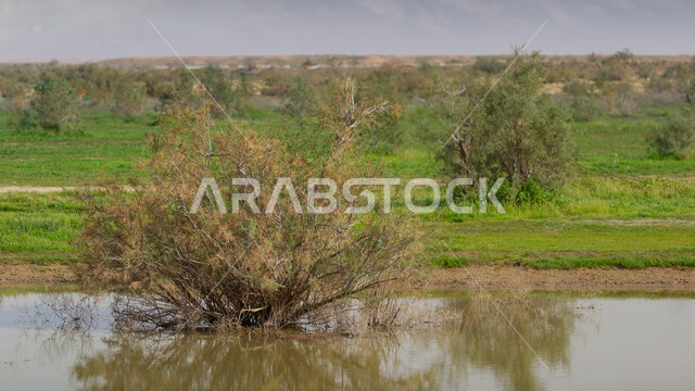 قضاء وقت ممتع في الهواء الطلق, مناطق وأماكن الزراعة في المملكة, بركة مائية في الأراضي والحقول الخضراء, الاستمتاع بالمناظر الطبيعية في النهار, محاصيل زراعية محلية سعودية، خلفية الطبيعة