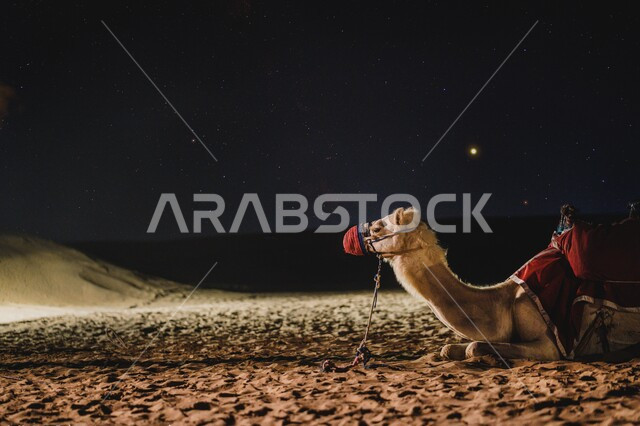 جمل مسترخي في الصحراء القطرية في المملكة العربية السعودية في وقت الليل, تربية الحيوانات في المحميات الطبيعية, التأقلم على البيئة الصحراوية وحياة البادية