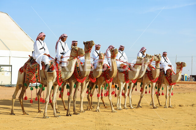 Anniversary of the founding of the first Saudi state on February 22, Dayna Day 1727 AD, National Day on September 23, a group of Saudi Gulf Arab men riding camels to prepare for camel racing, practicing traditional popular activities, preparing camels for competition and challenge.