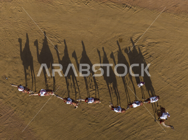 ذكرى تأسيس الدولة السعودية الأولى في 22 فبراير, يوم بدينا 1727م, اليوم الوطني في 23 سبتمبر, توارث الأجيال تراث الأجداد في حب النوق، صورة من الأعلى لمجموعة من الرجال العرب الخليجين السعوديين يمتطون الابل في الصحراء، ممارسة الهوايات والانشطة الشعبية التراثية