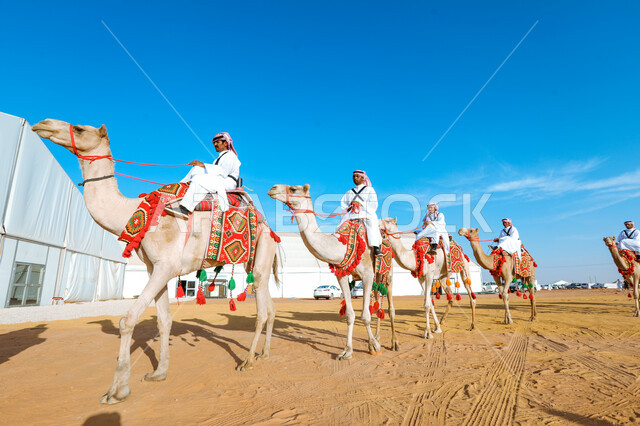 National Day on September 23, generational transmission of the ancestral heritage of love for purebred camels, a group of Saudi Gulf Arab men riding camels in the desert, practicing traditional popular activities, the anniversary of the founding of the first Saudi state on February 22, Badina Day 1727 AD.