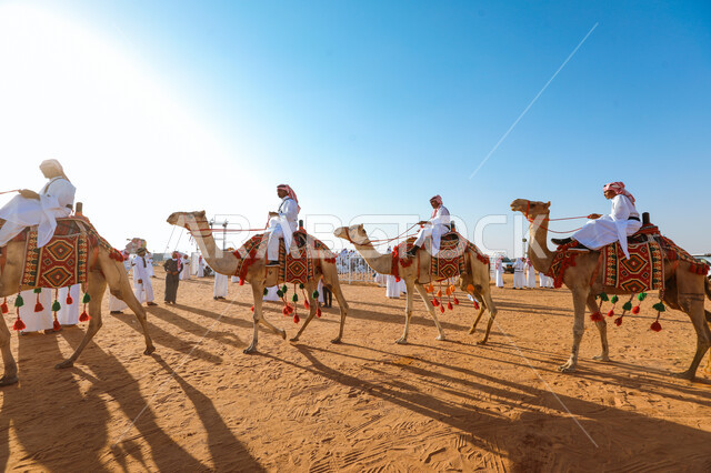 تربية الجمال في المحميات الطبيعية، ذكرى تأسيس الدولة السعودية الأولى في 22 فبراير, يوم بدينا 1727م, اليوم الوطني في 23 سبتمبر, توارث الأجيال حب النوق من الأجداد، مجموعة من الرجال العرب الخليجين السعوديين يمتطون الابل في الصحراء، ممارسة الانشطة الشعبية التراثية