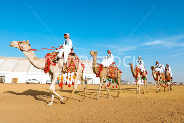 Raising camels in natural reserves, the anniversary of the founding of the first Saudi state on February 22, Day of Badina 1727 AD, National Day on September 23, generational transmission of love for camels from ancestors, a group of Saudi Gulf Arab men riding camels in the desert, practicing traditional popular activities