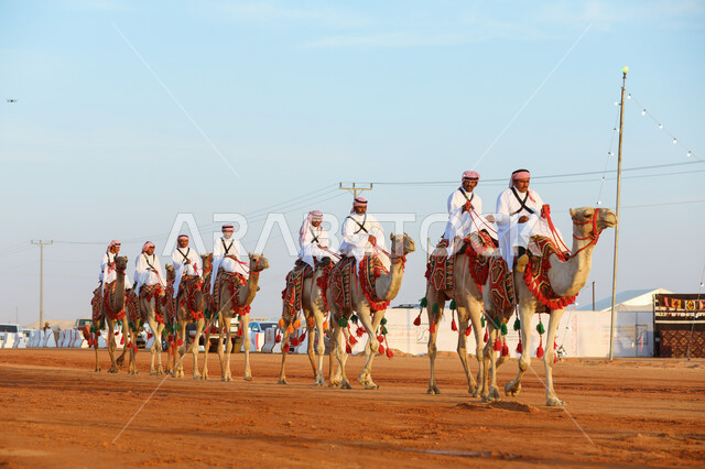 اليوم الوطني في 23 سبتمبر, توارث الأجيال تراث الأجداد في حب النوق الاصيلة، مجموعة من الرجال العرب الخليجيين السعوديين يمتطون الابل في الصحراء، ممارسة الانشطة الشعبية التراثية، ذكرى تأسيس الدولة السعودية الأولى في 22 فبراير, يوم بدينا 1727م
