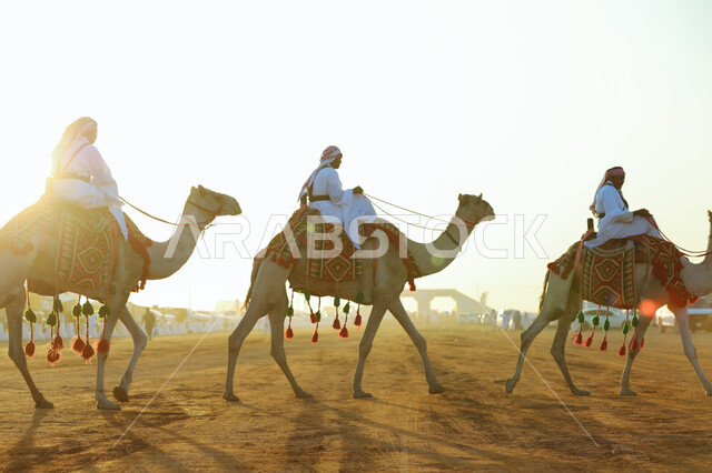 يوم بدينا 1727م, اليوم الوطني في 23 سبتمبر, توارث الأجيال تراث الأجداد في حب النوق الاصيلة، صورة من الجانب لمجموعة من الرجال العرب الخليجين السعوديين يمتطون الابل في الصحراء، ممارسة الهوايات والانشطة الشعبية التراثية, ذكرى تأسيس الدولة السعودية الأولى في 22 فبراير