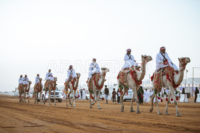 الشغف بممارسة العروض التراثية شعبية في ذكرى تأسيس الدولة السعودية الأولى في 22 فبراير, اليوم الوطني في 23 سبتمبر, توارث الأجيال تراث الأجداد في حب النوق الاصيلة، مجموعة من الرجال العرب الخليجيين السعوديين يمتطون الابل في الصحراء، يوم بدينا 1727م