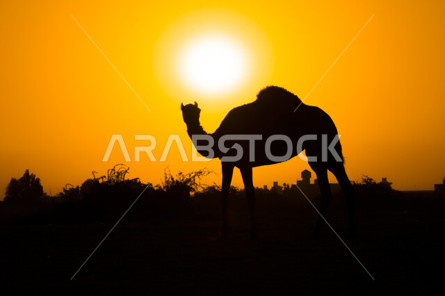 تربية الجمال والإبل في المحميات الطبيعية، صورة ظلية لحيوان الجمل في المناطق الصحراوية بالمملكة العربية السعودية اثناء الغروب، أشعة الشمس الذهبية في السماء، توارث حب ورعاية النوق من الأجداد