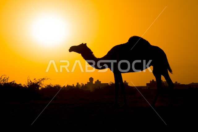 توارث حب ورعاية النوق من الأجداد، أشعة الشمس الذهبية في السماء، تربية الجمال والإبل في المحميات الطبيعية، صورة ظلية لحيوان الجمل في المناطق الصحراوية بالمملكة العربية السعودية اثناء الغروب