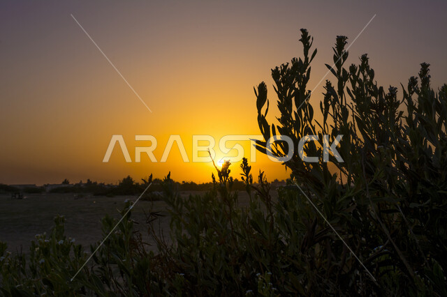 الاستمتاع بأوقات الغروب في البيئة الصحراوية، اماكن طبيعية سياحية هادئة، أشعة الشمس الذهبية في السماء،  النباتات البرية في أراضي في المملكة العربية السعودية