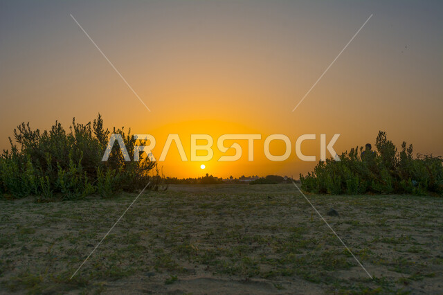 Quiet natural tourist places, wild plants in lands in the Kingdom of Saudi Arabia, golden sun rays in the sky, enjoying sunset times in the desert environment,