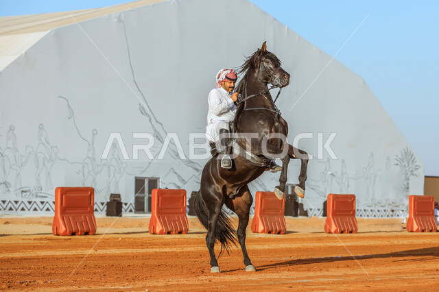 يوم بدينا 1727م, ذكرى تأسيس الدولة السعودية الأولى في 22 فبراير, استذكار اليوم الوطني في 23 سبتمبر, شغف الفروسية وهواية ركوب الأحصنة، صورة من الجانب لفارس عربي خليجي سعودي يقوم بترويض وتدريب الجياد في إحدى المحميات الطبيعة, فعاليات ومهرجانات في المملكة