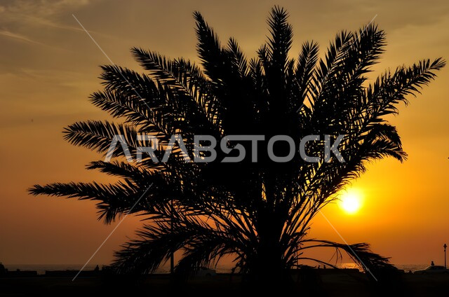 الطبيعة الخضراء المتميزة، صورة مقربة ظلية لشجرة نخيل في المملكة العربية السعودية وقت غروب الشمس، اراضي ومحاصيل زراعية، الاهتمام بالتشجير والنباتات الخضراء، خلفية الطبيعة