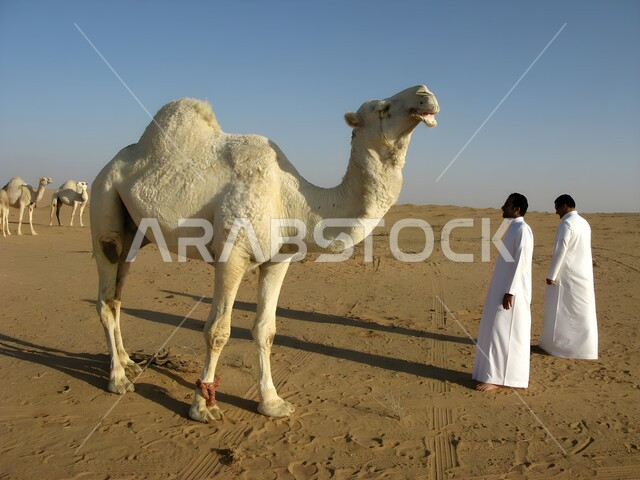 The concept of livestock care in the Kingdom of Saudi Arabia, a close-up picture of two Saudi Gulf Arab men standing next to a camel in one of the natural reserves in the desert areas, interest in raising mammals
