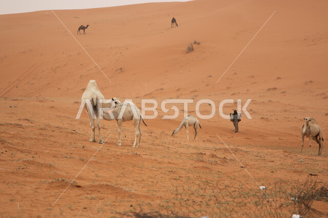 مجموعة من الجمال تسير في أراضي قرية أشيقر في المملكة العربية السعودية، مفهوم العناية والاهتمام في  الثدييات، تربية المواشي في المناطق الصحراوية، محمية طبيعية لرعاية الحيوانات في محافظة الشقراء.