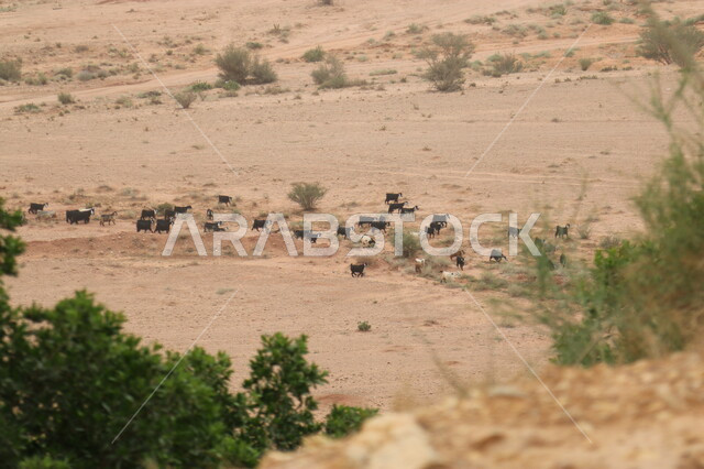 تربية المواشي في المناطق الصحراوية، مفهوم العناية والاهتمام في  الثدييات، محمية طبيعية لرعاية حيوان الماعز في محافظة الشقراء، مجموعة من الأغنام تسير في أراضي قرية أشيقر في المملكة العربية السعودية