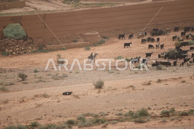 مفهوم العناية والاهتمام في  الثدييات، محمية طبيعية لرعاية حيوان الماعز في محافظة الشقراء، مجموعة من الأغنام تسير في أراضي قرية أشيقر في المملكة العربية السعودية، تربية المواشي في المناطق الصحراوية